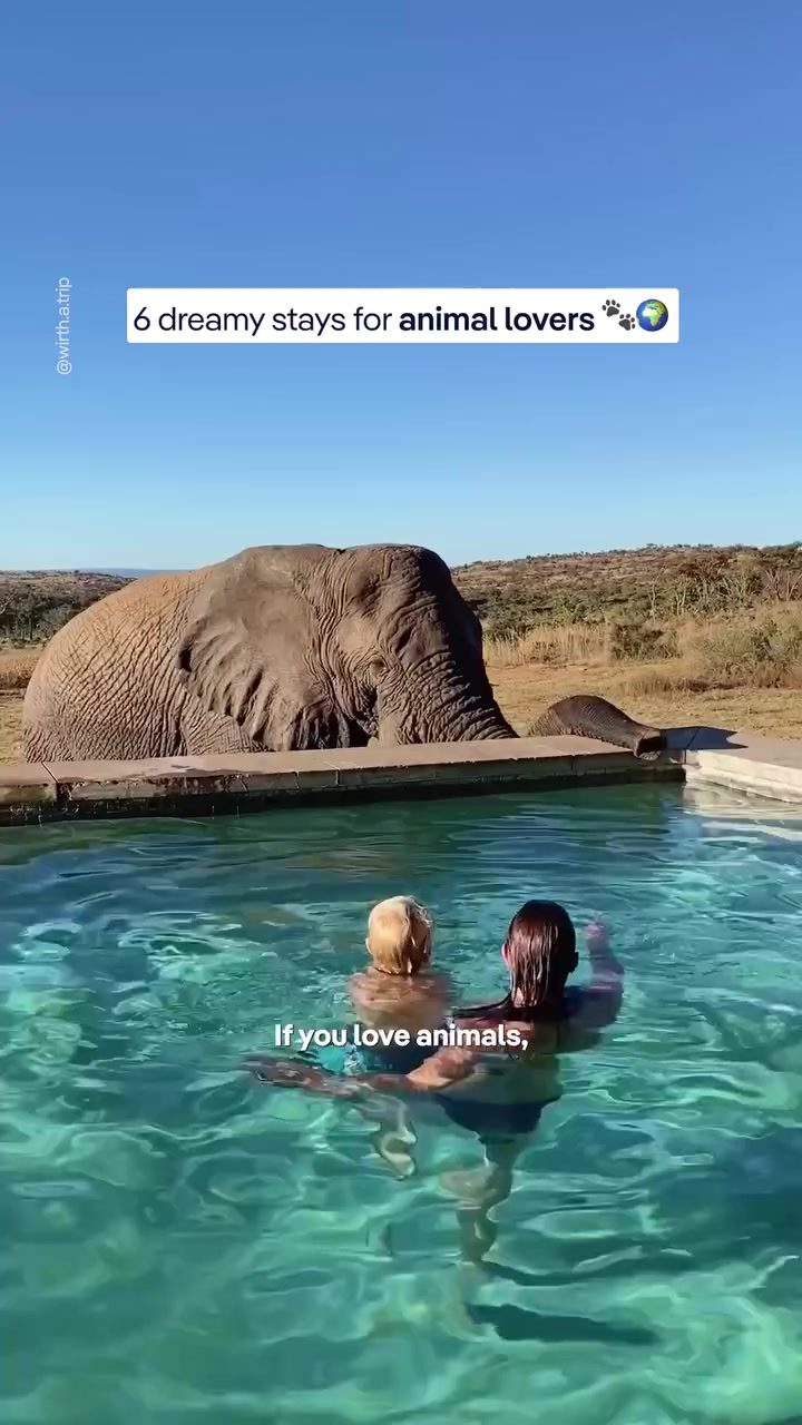 Luxurious Animal Encounters: Safari Stays for Wildlife Lovers