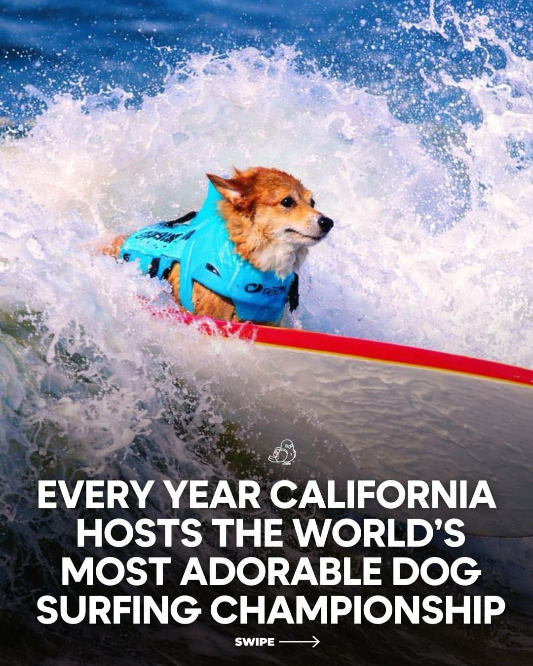 California's Dog Surfing Championship: Paws Hit the Waves