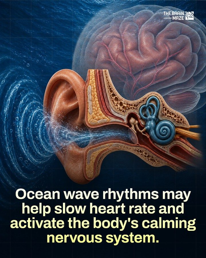How Ocean Waves Calm the Nervous System