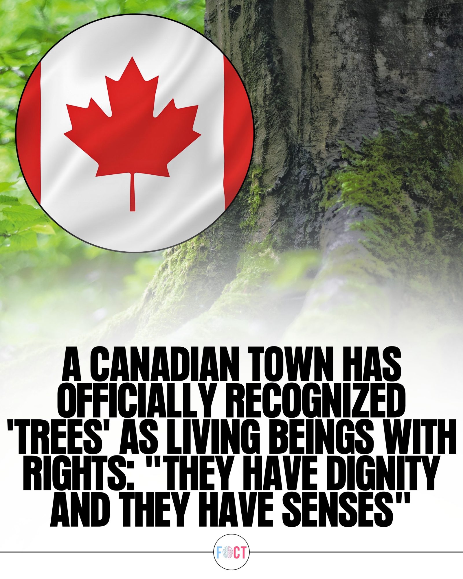 Terrasse-Vaudreuil Grants Trees Legal Rights as Living Beings