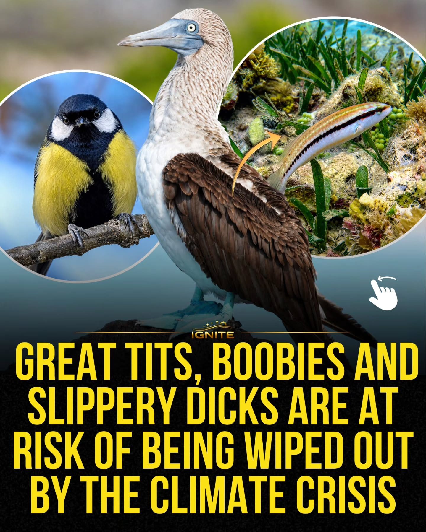 Climate Change Threatens Birds Like Boobies and Tits