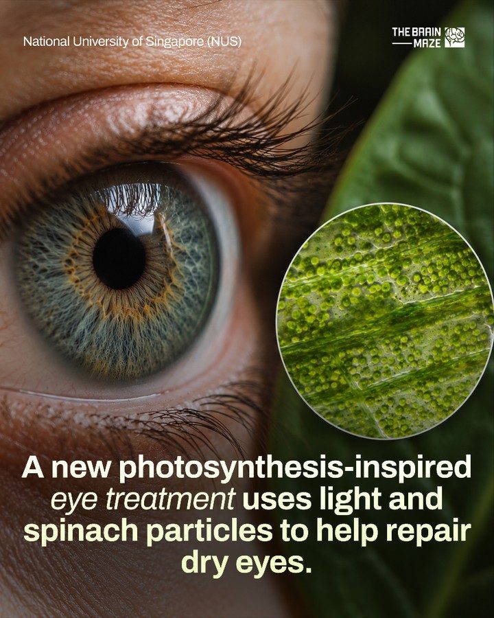 Spinach-Powered Eye Drops: New Treatment for Dry Eyes
