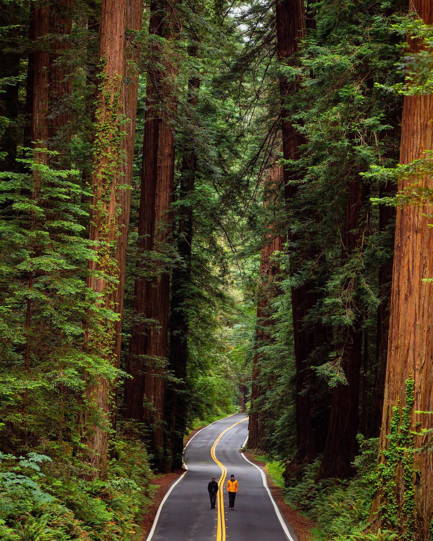 Redwood Forest Road: A Scenic Drive Through Nature