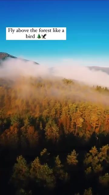 Aerial Forest Flight: See the World from Above