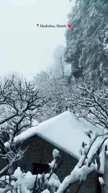 Explore Mashobra's Breathtaking Snowy Landscapes in Shimla