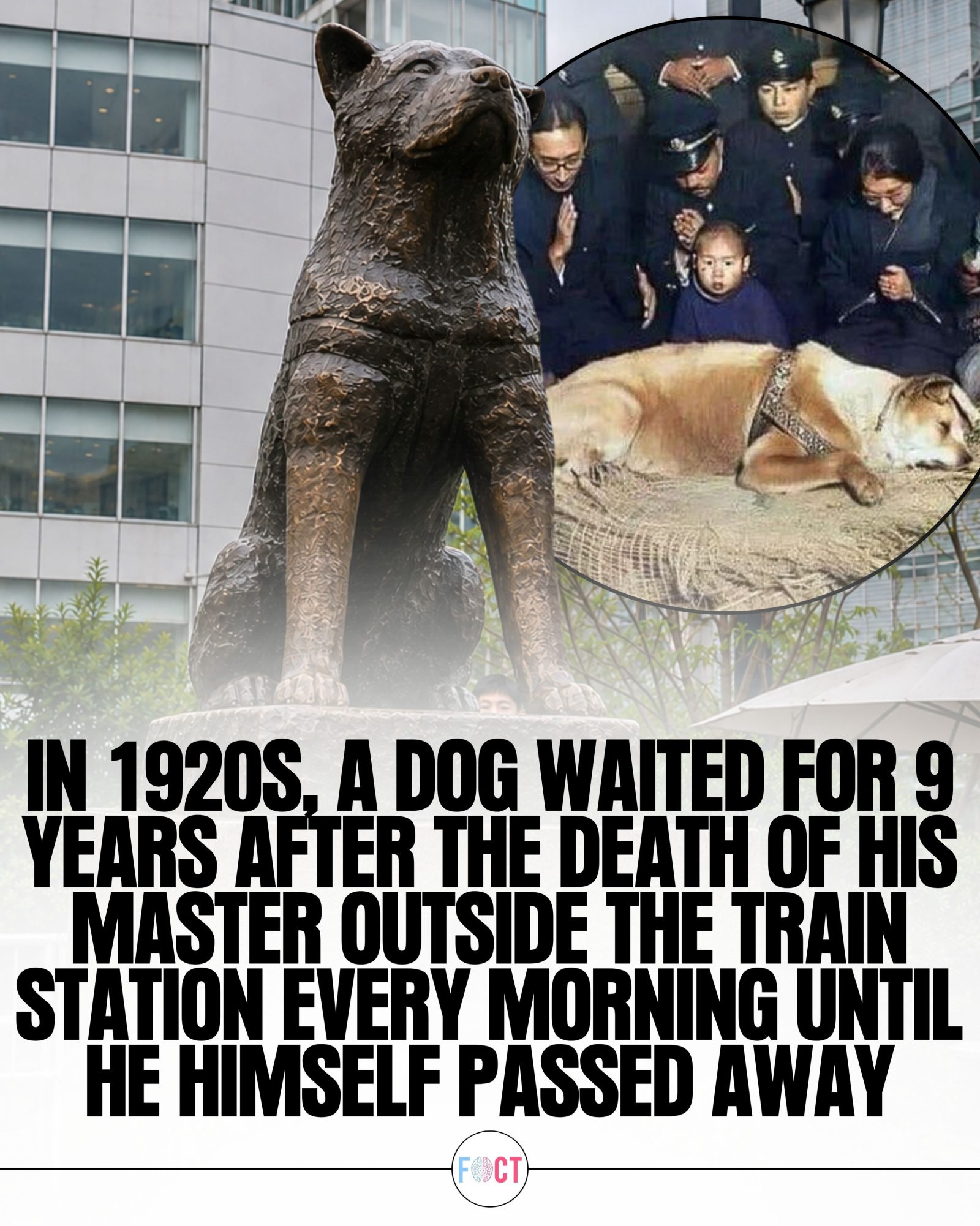 The Legend of Hachikō: 9 Years of Loyal Waiting