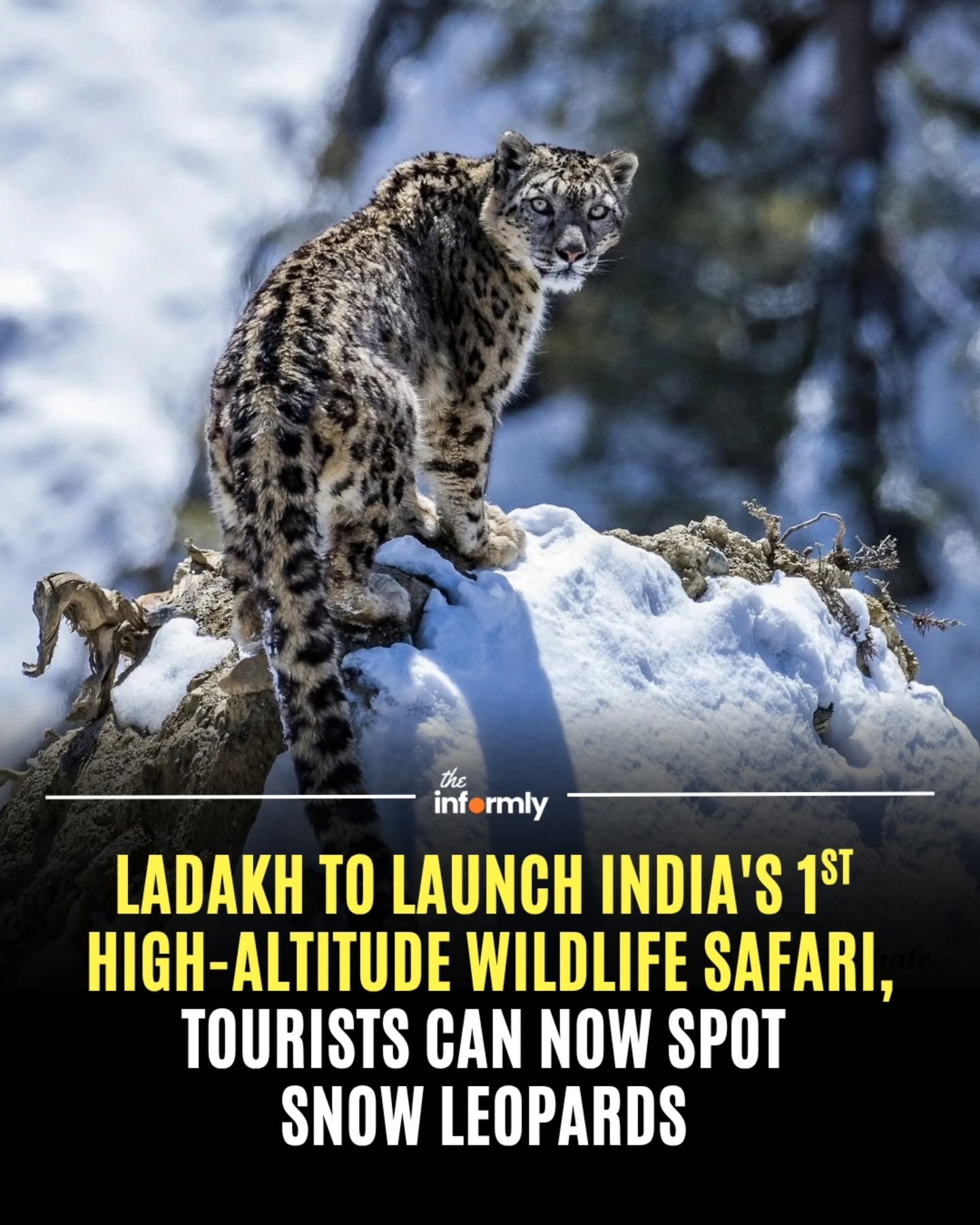 Ladakh's First High-Altitude Safari: Spot Snow Leopards and Support Conservation