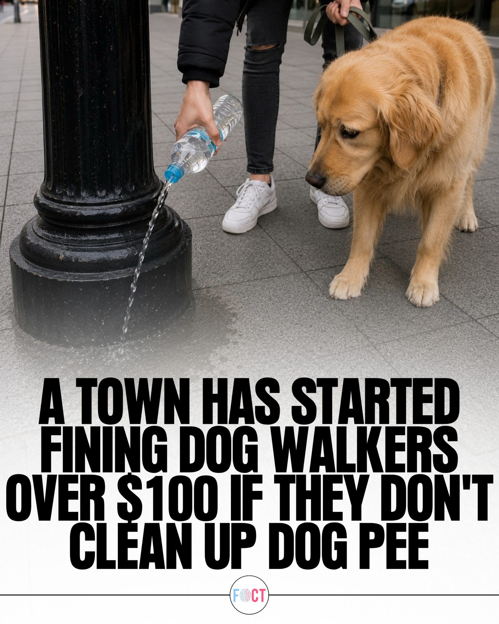 Livorno Fines Dog Walkers for Not Cleaning Up Urine