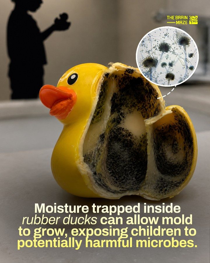 Mold Dangers in Children's Rubber Ducks