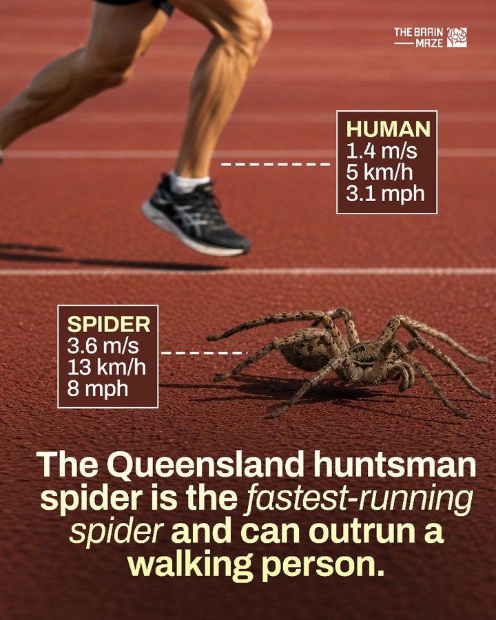 Queensland Huntsman Spider: The Fastest Spider on Earth
