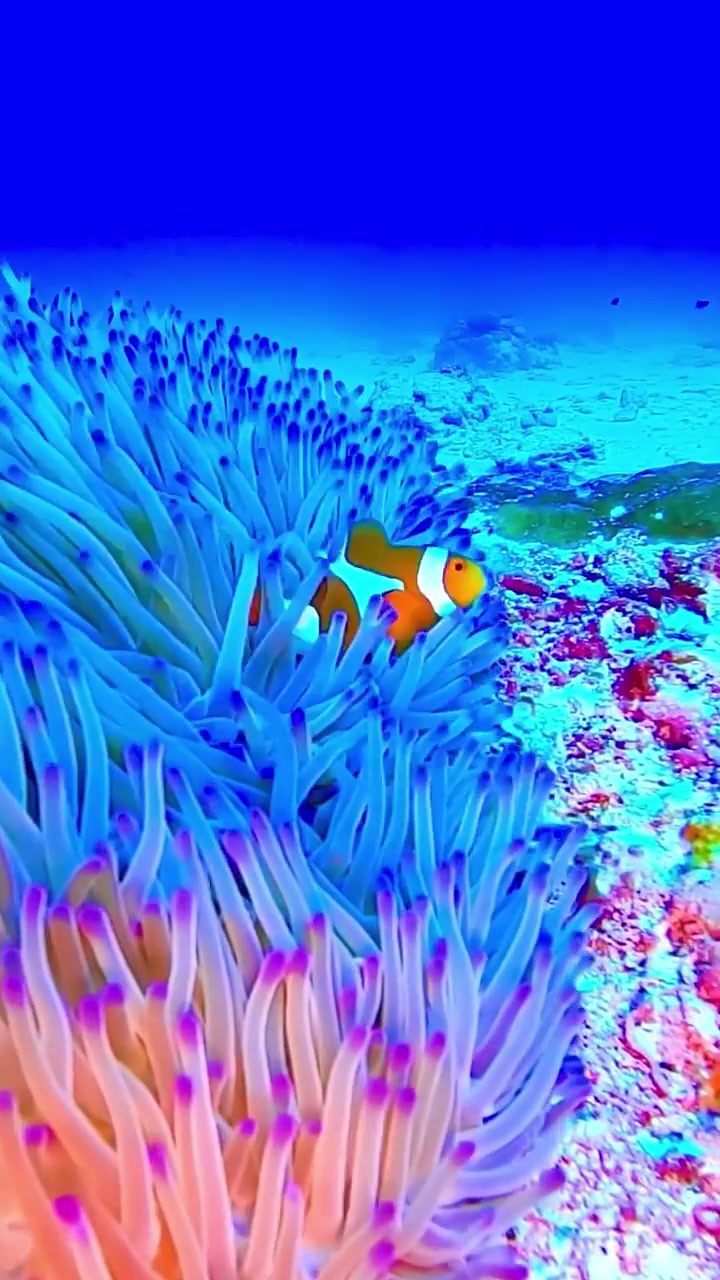 Clownfish Symbiosis: Anemone Relationship Explained