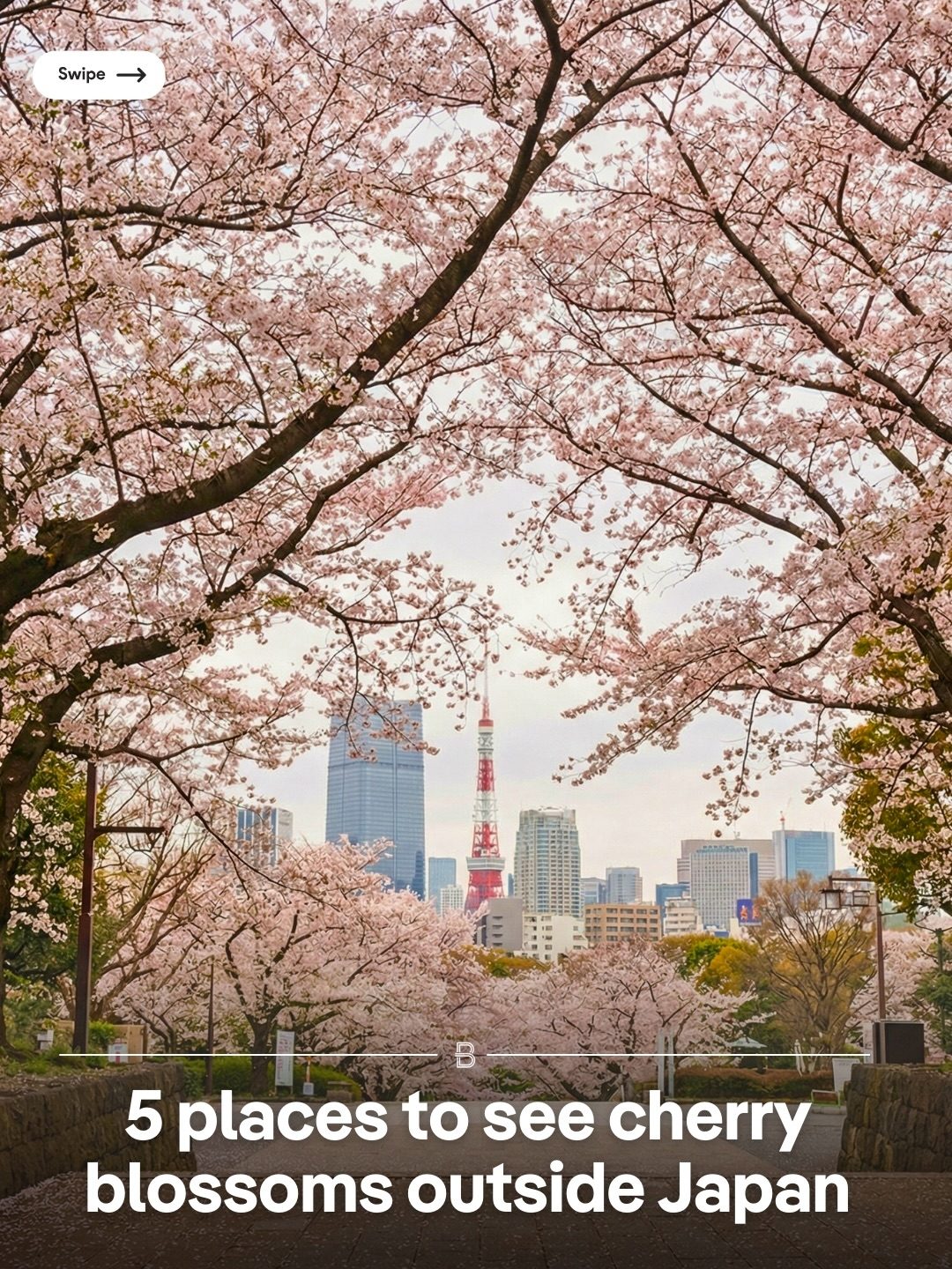 Top Cherry Blossom Spots Beyond Japan