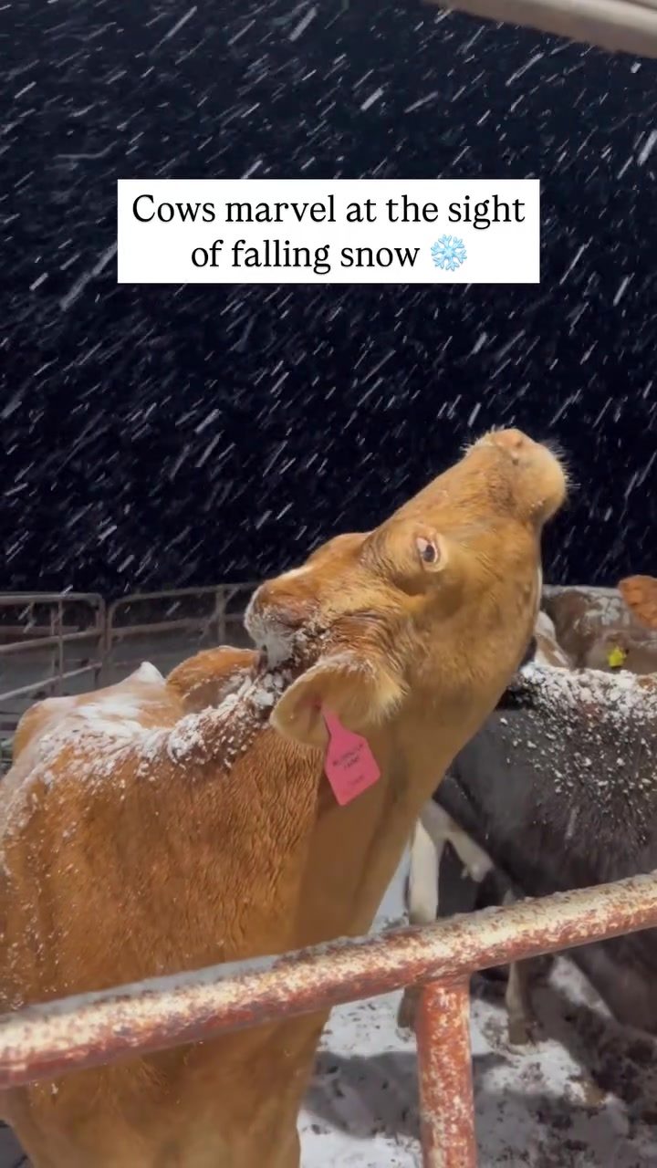 Cows' Curiosity in the Snow: A Unique Glimpse
