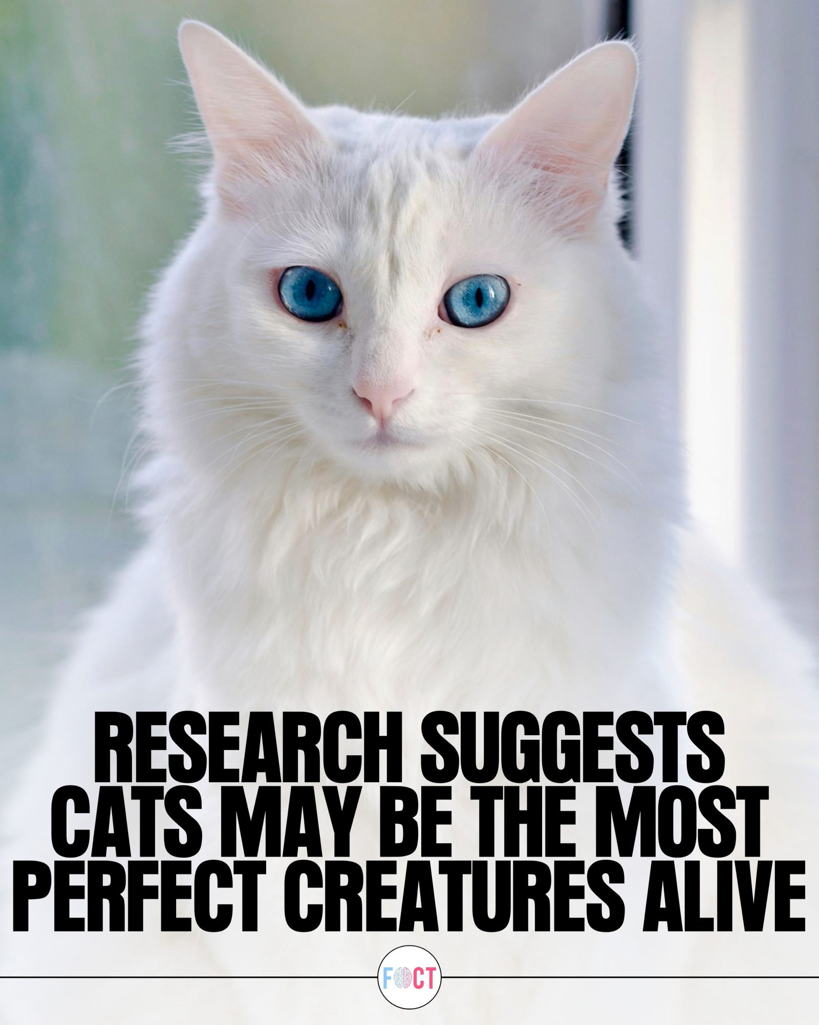 Evolutionary Perfection: Why Cats Are Top of the Food Chain