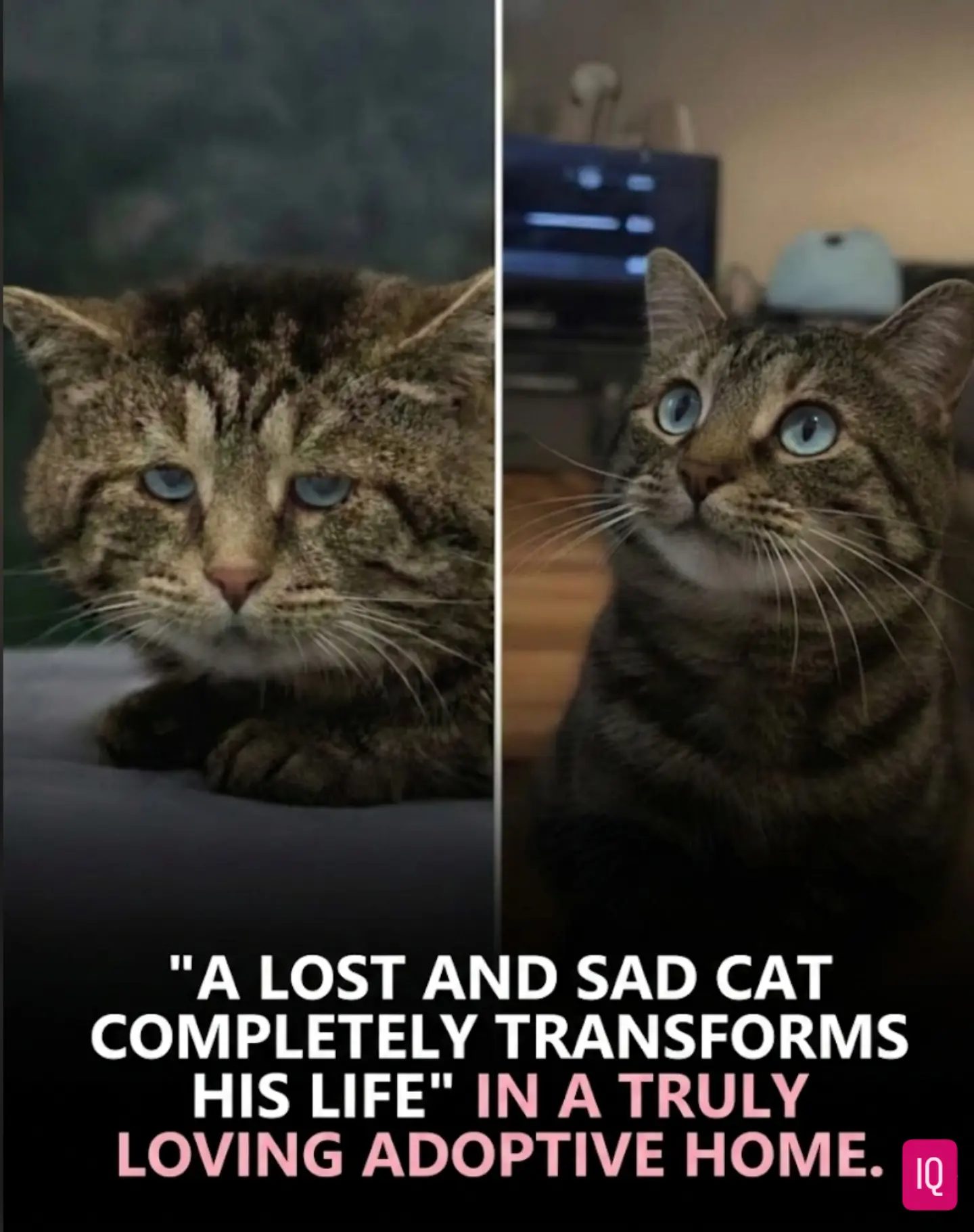 Gringo's Before & After: Adopted Cat's Heartwarming Transformation