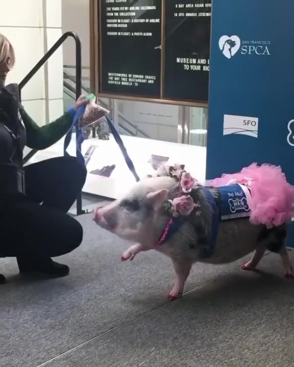 Lilou: The Therapy Pig Bringing Comfort to SFO