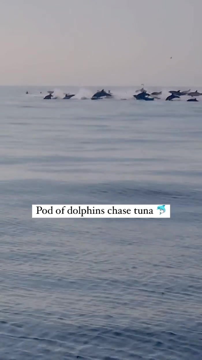 **Dolphins' Collaboration: The Intricate Tuna Chase Revealed**