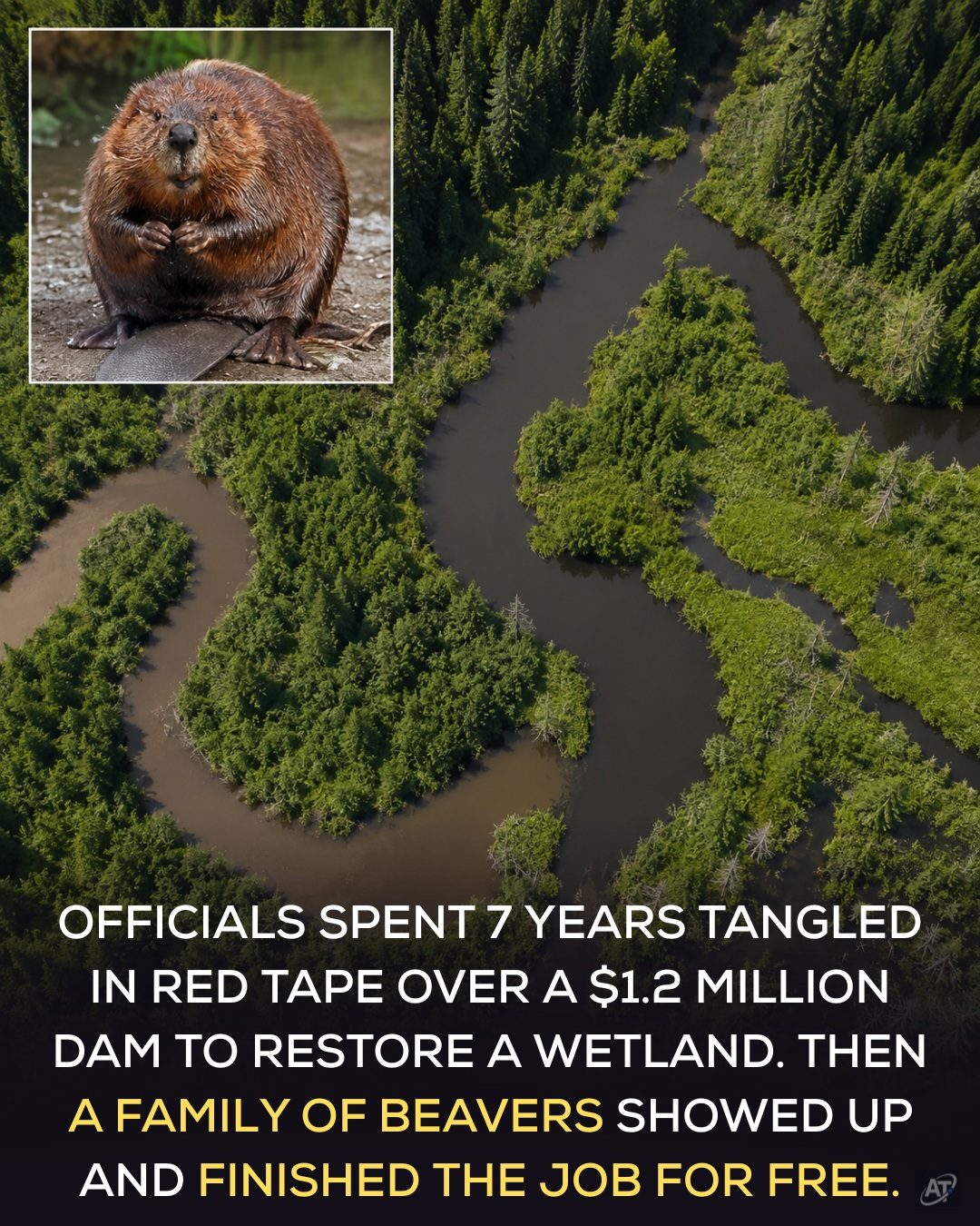 Beaver Engineering: How Nature Fixed a Wetland in the Czech Republic