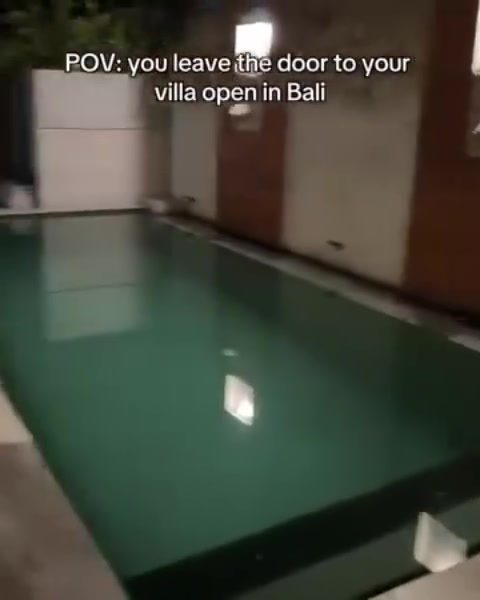 Feline Fun in Bali: A Cat's Villa Vacation