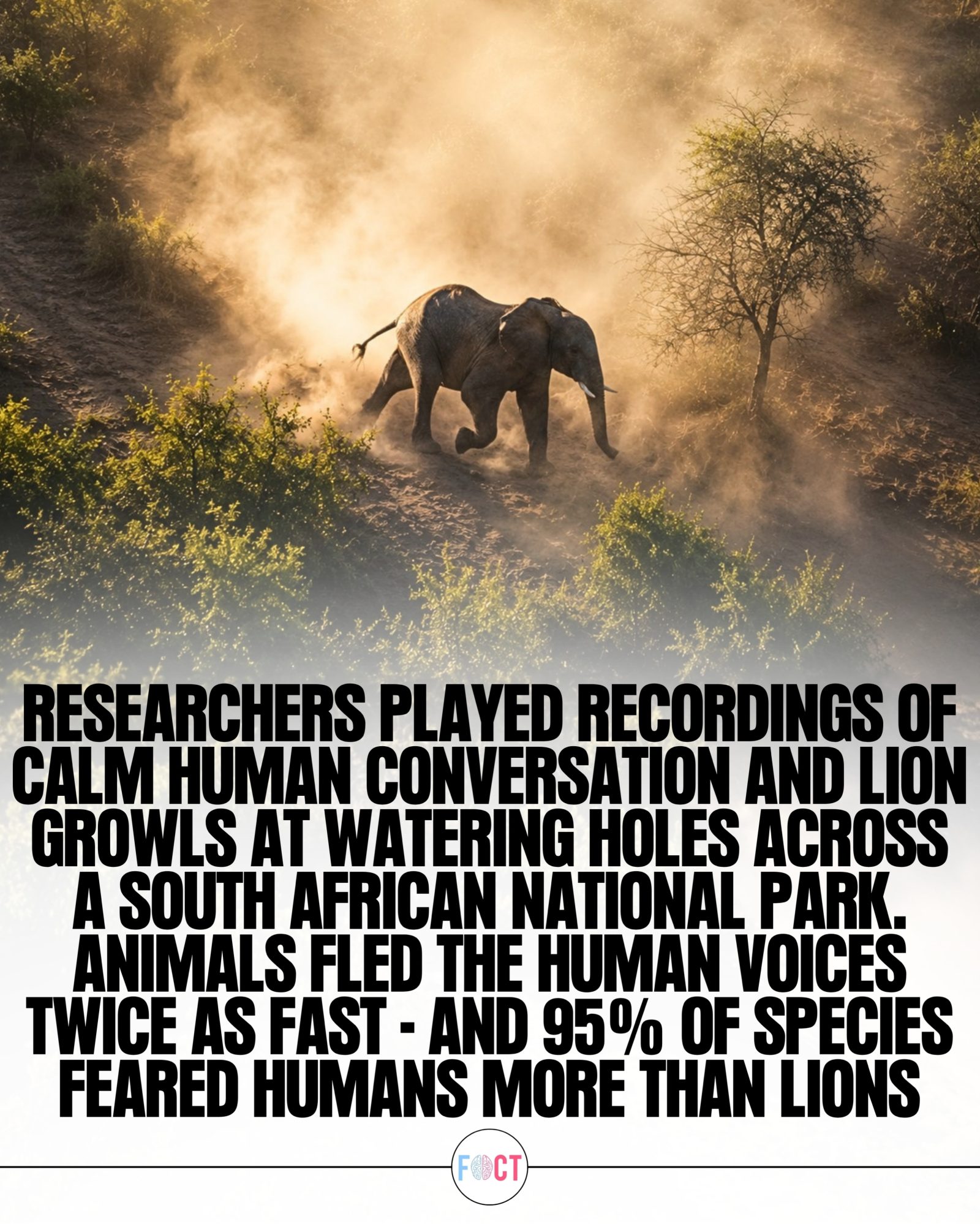 Wild Animals Fear Humans More than Lions in Kruger National Park
