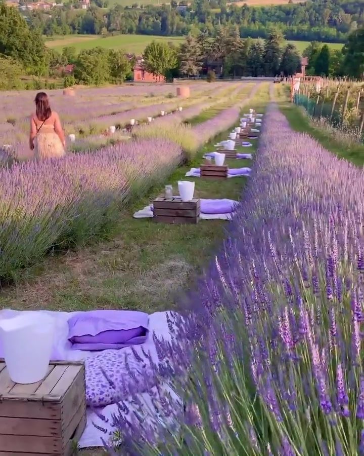 Tranquil Lavender Field Picnic Bliss