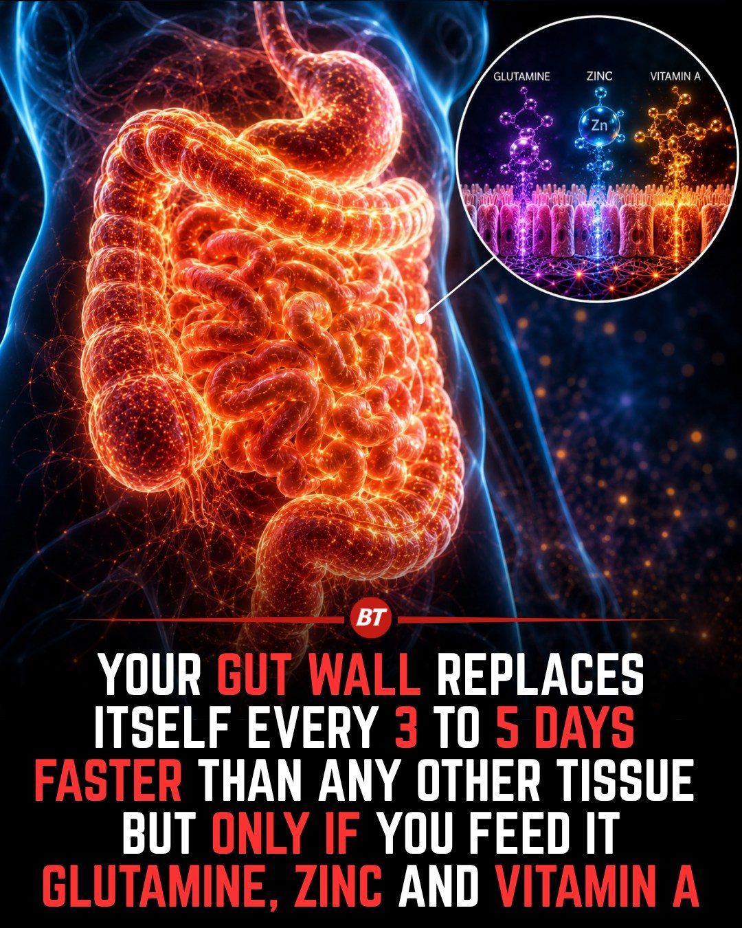 Gut Health: Key Nutrients for Rapid Gut Wall Renewal