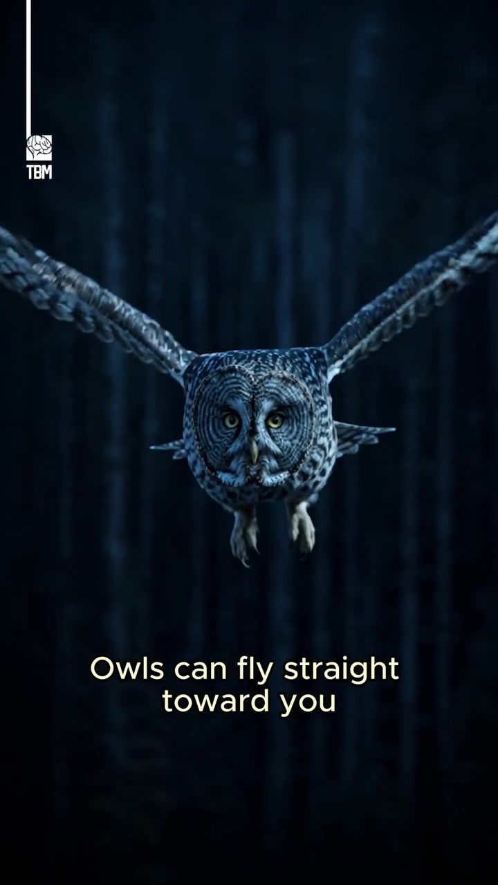 Unraveling the Silent Flight of Owls