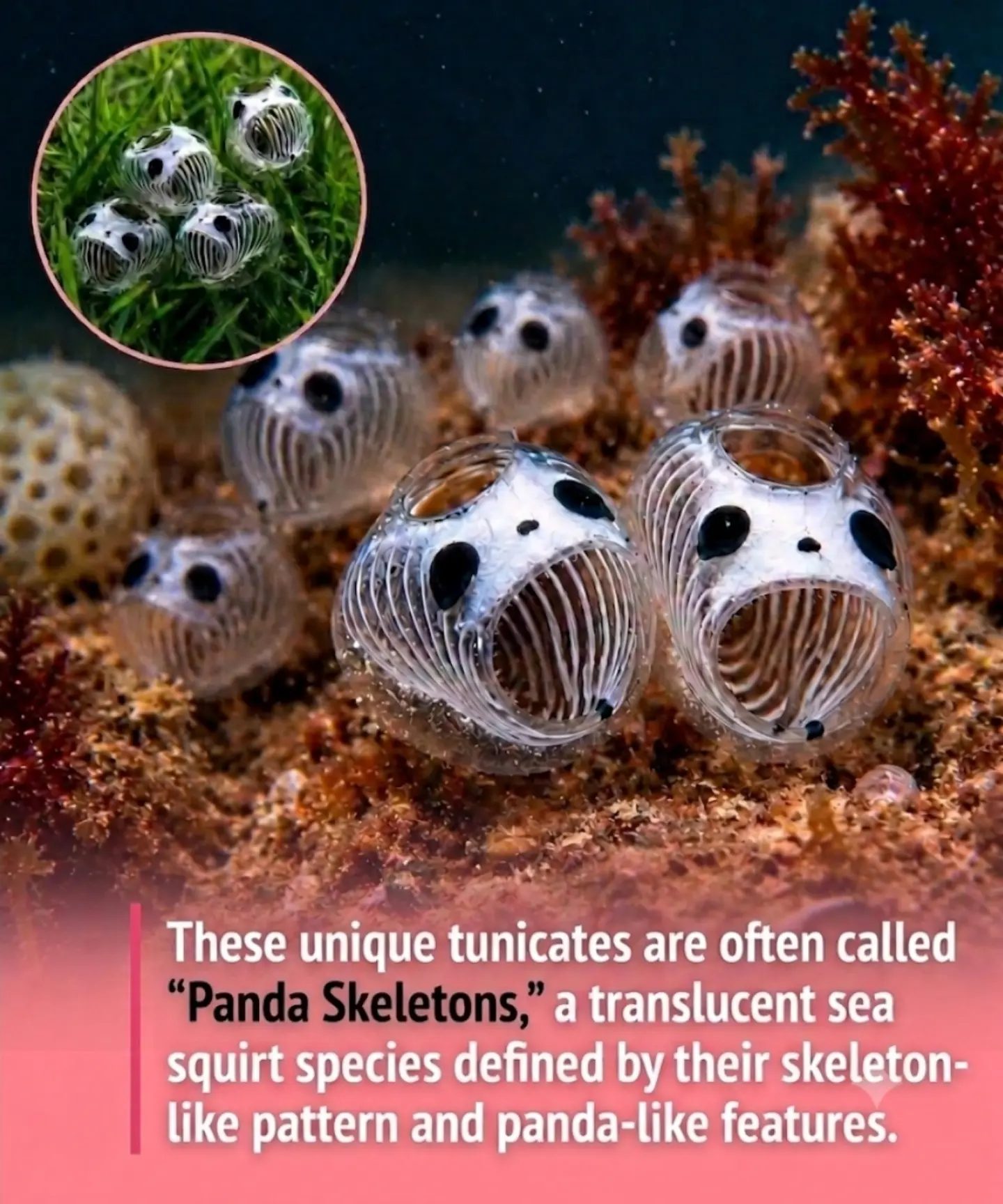 Meet the Panda Skeleton Tunicate: Okinawa's Newest Marine Wonder