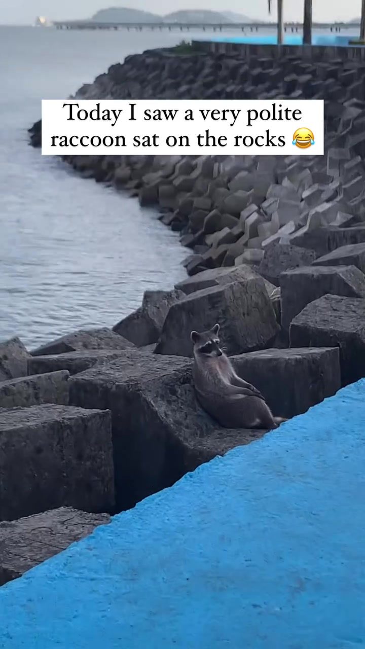 Raccoon's Surprising Coastal Escapade
