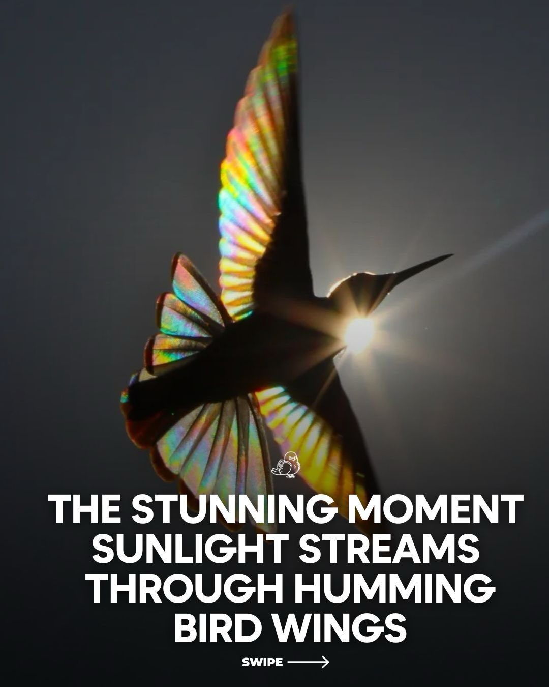 Hummingbird Wings Shimmer in Sunlight: A Natural Wonder