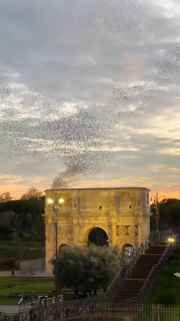 Starlings Murmuration at Rome's Arch of Constantine