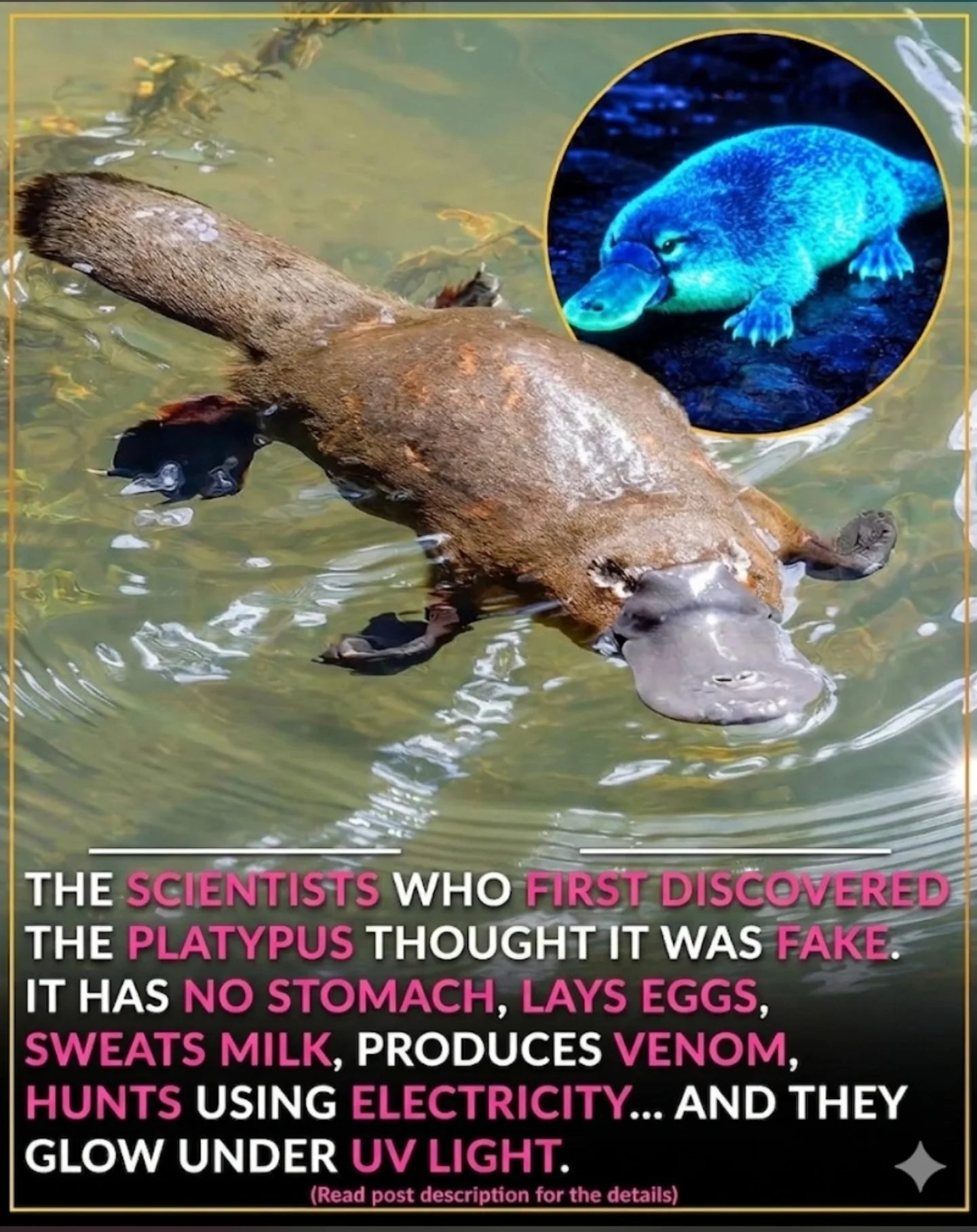 Seven Unique Facts About the Mysterious Platypus