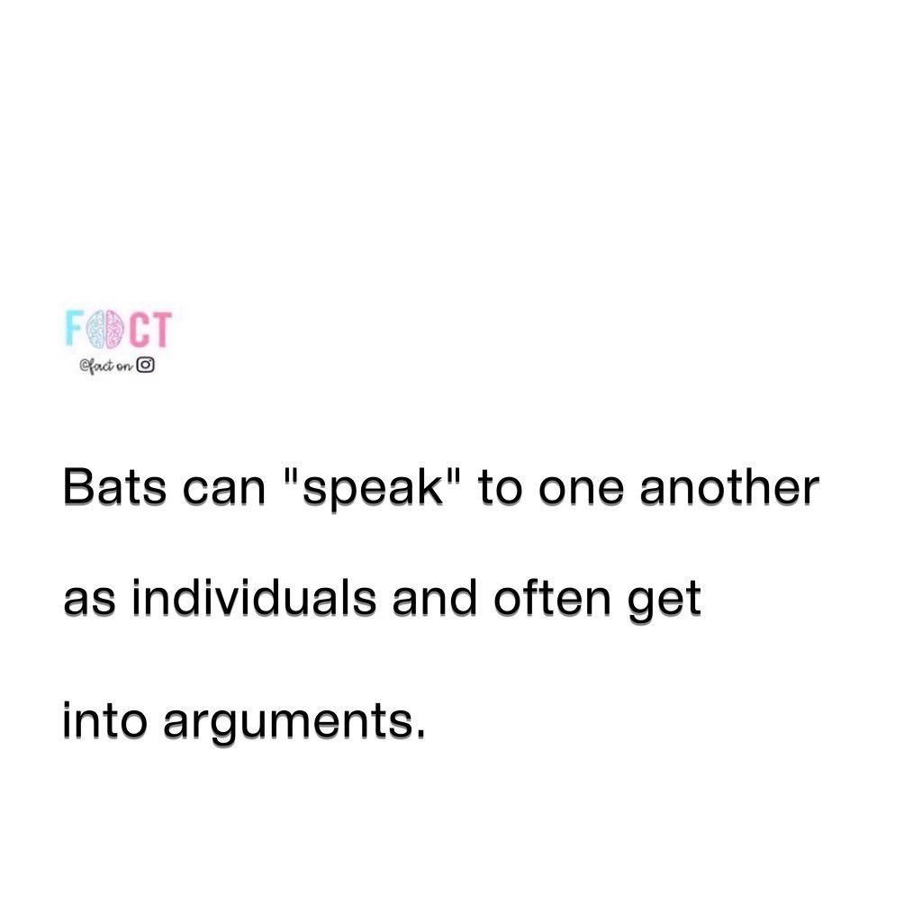 Bats' Surprising Communication: How They Talk and Argue