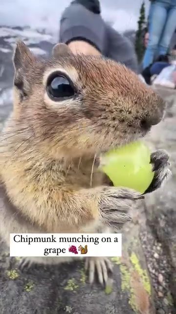 Chipmunk's Mountain Meadow Grape Feast