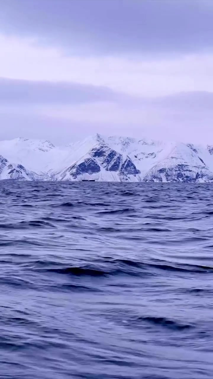 Orca Whale in Norway's Arctic Waters