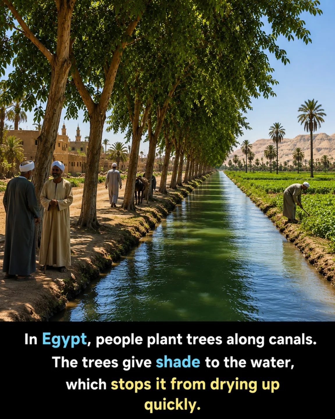 Ancient irrigation with trees in Egyptian canals