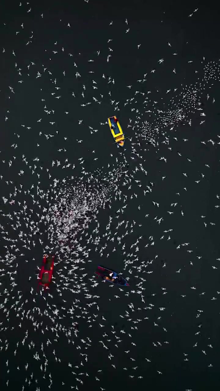Aerial View of Seagulls and Boats