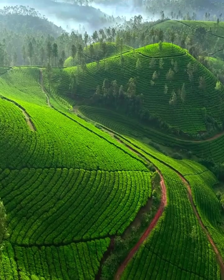 Munnar Tea Plantations: Aerial View of India's Green Hills