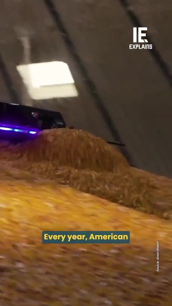 Grain Weevil: Revolutionizing Farm Safety with Controlled Avalanche Robots