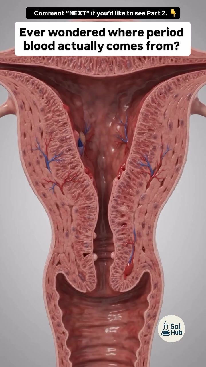 Visualizing Menstruation: The Science Behind Period Blood