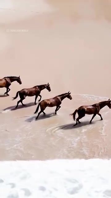 Horses and Baby Turtles: Beach Wildlife Wonders
