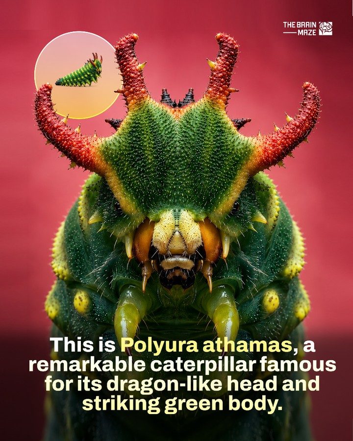 Discover the Fascinating Dragon Caterpillar and Its Incredible Features