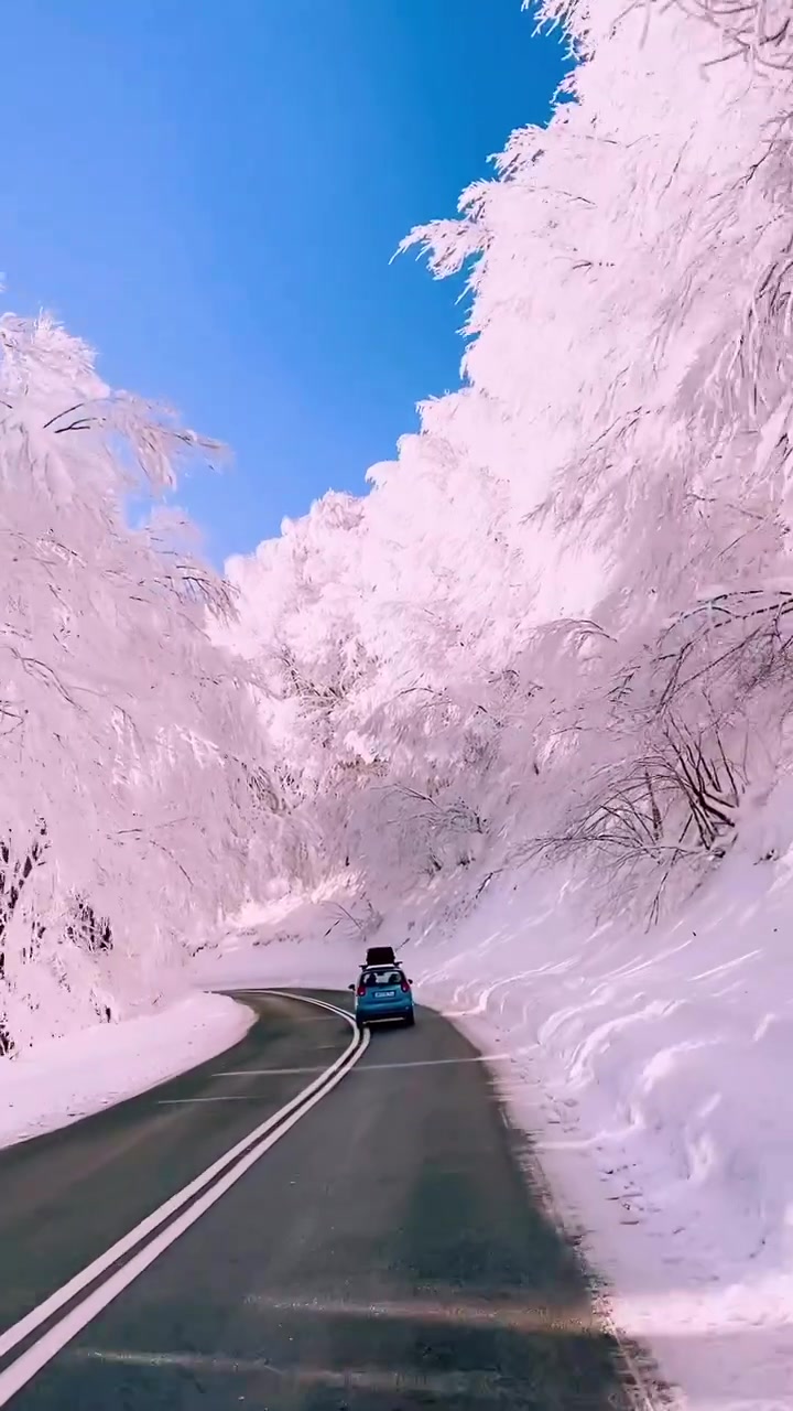 Snowy Forest Drive: Winter Scenery from Car