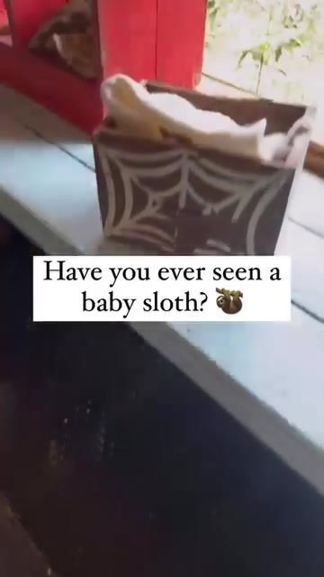 Meet the Adorable Baby Sloth Unveiled in a Heartwarming Video