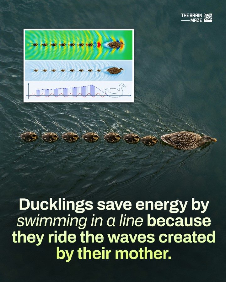 Ducklings' Energy-Saving Swimming Strategy
