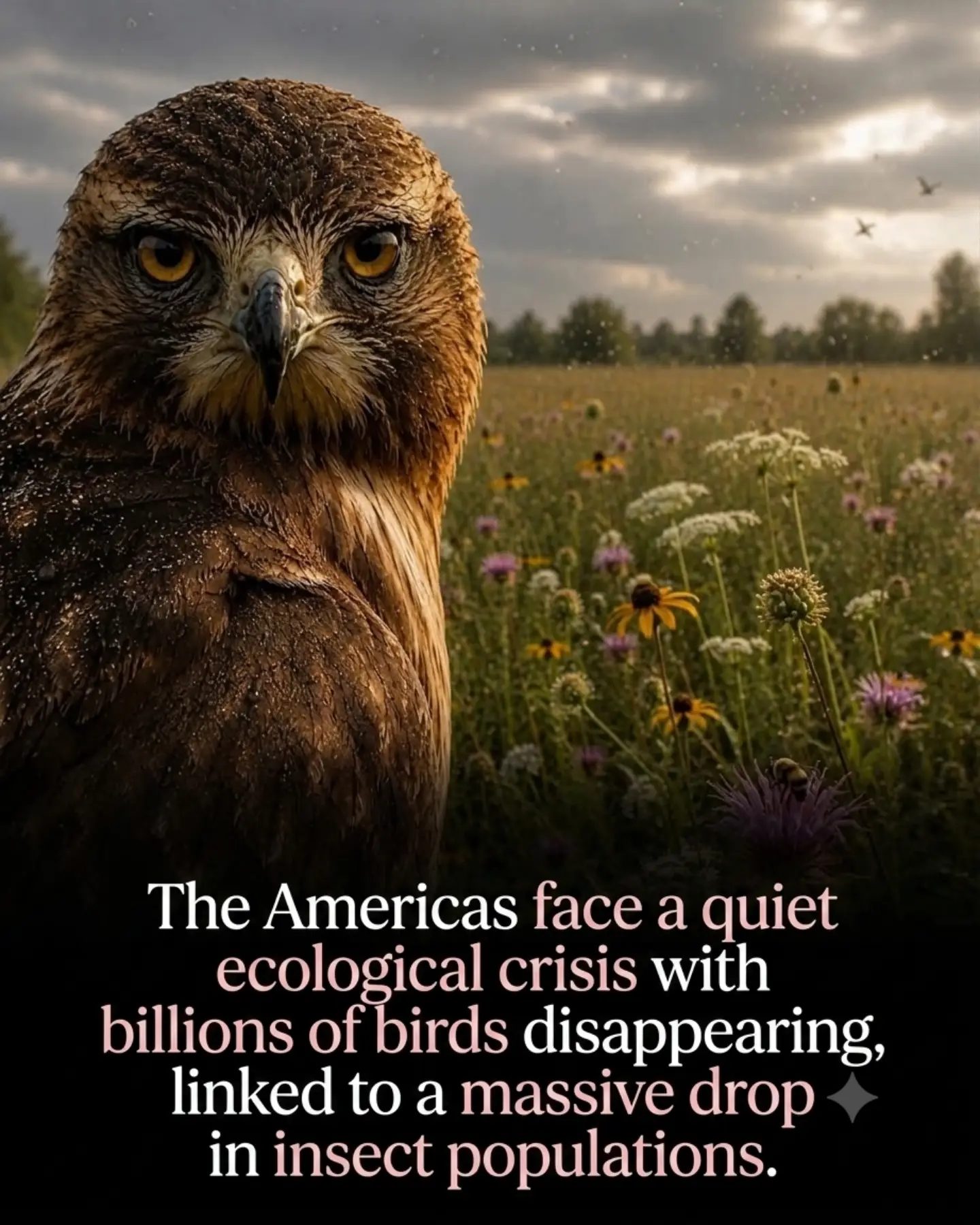 The Silent Collapse of Bird and Insect Populations