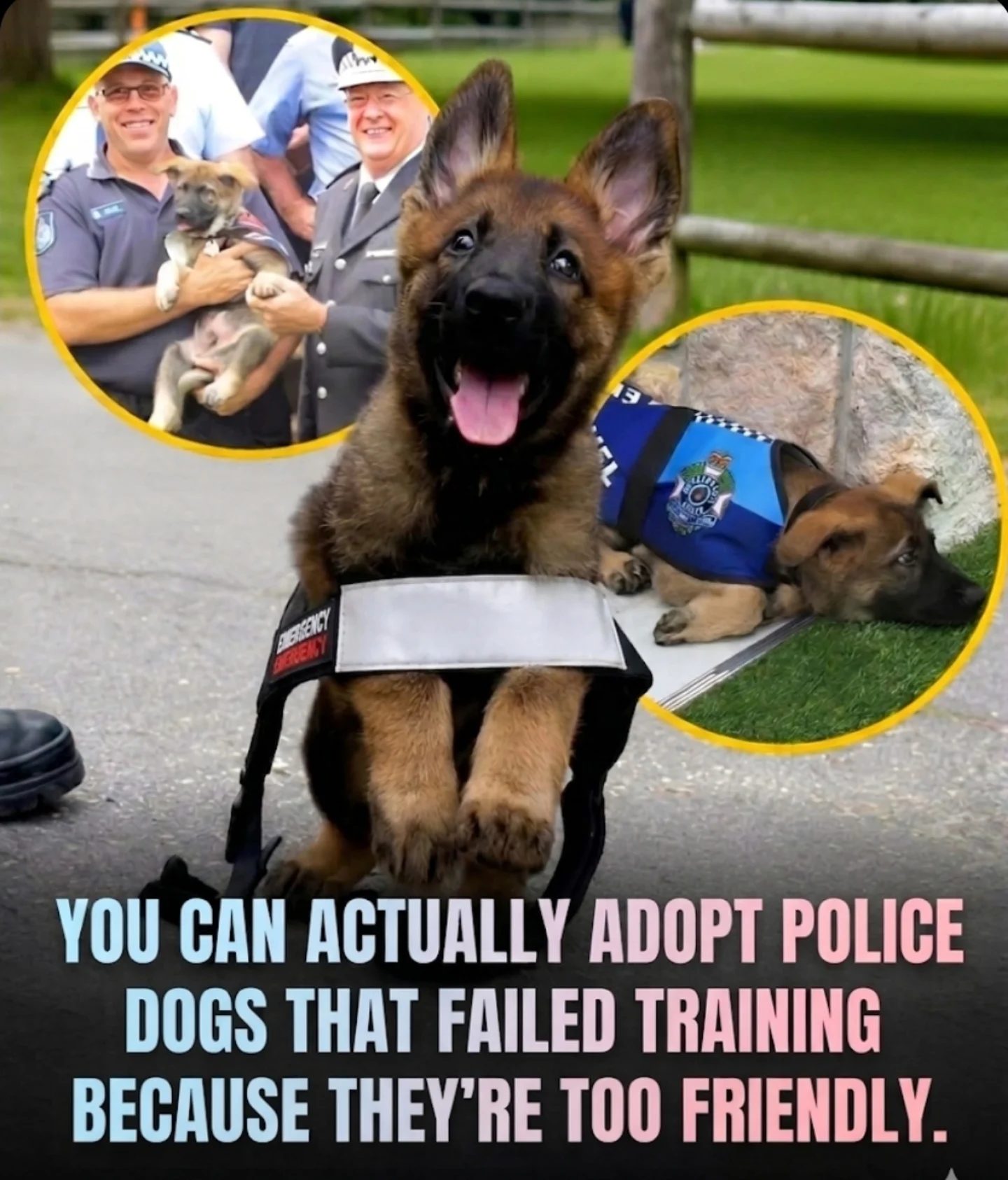 Adopting a Former Police Dog: A Unique Opportunity