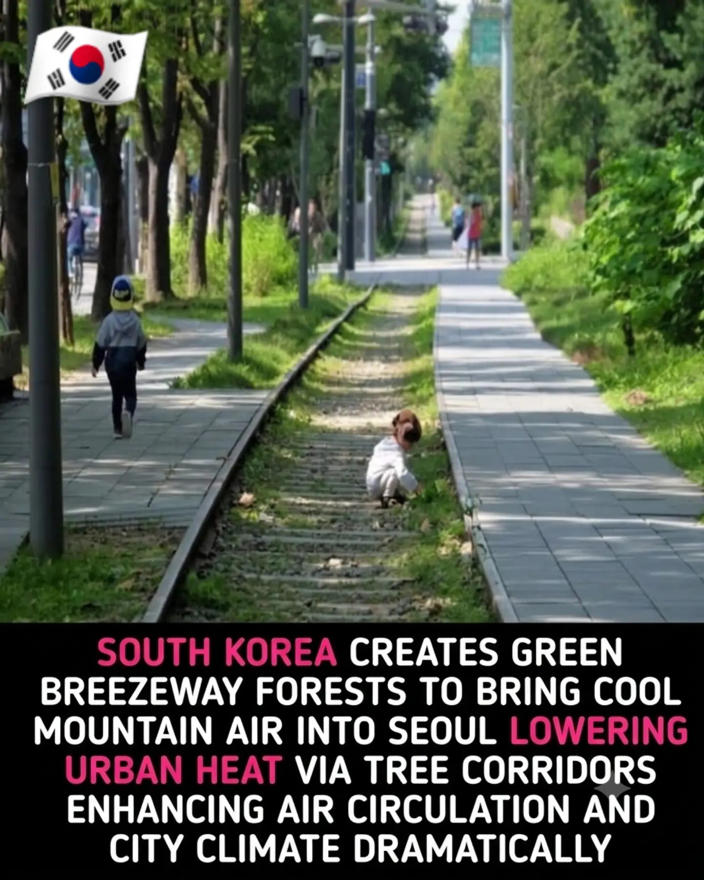 Seoul's Green Solution: Urban Tree Corridors Cool the City