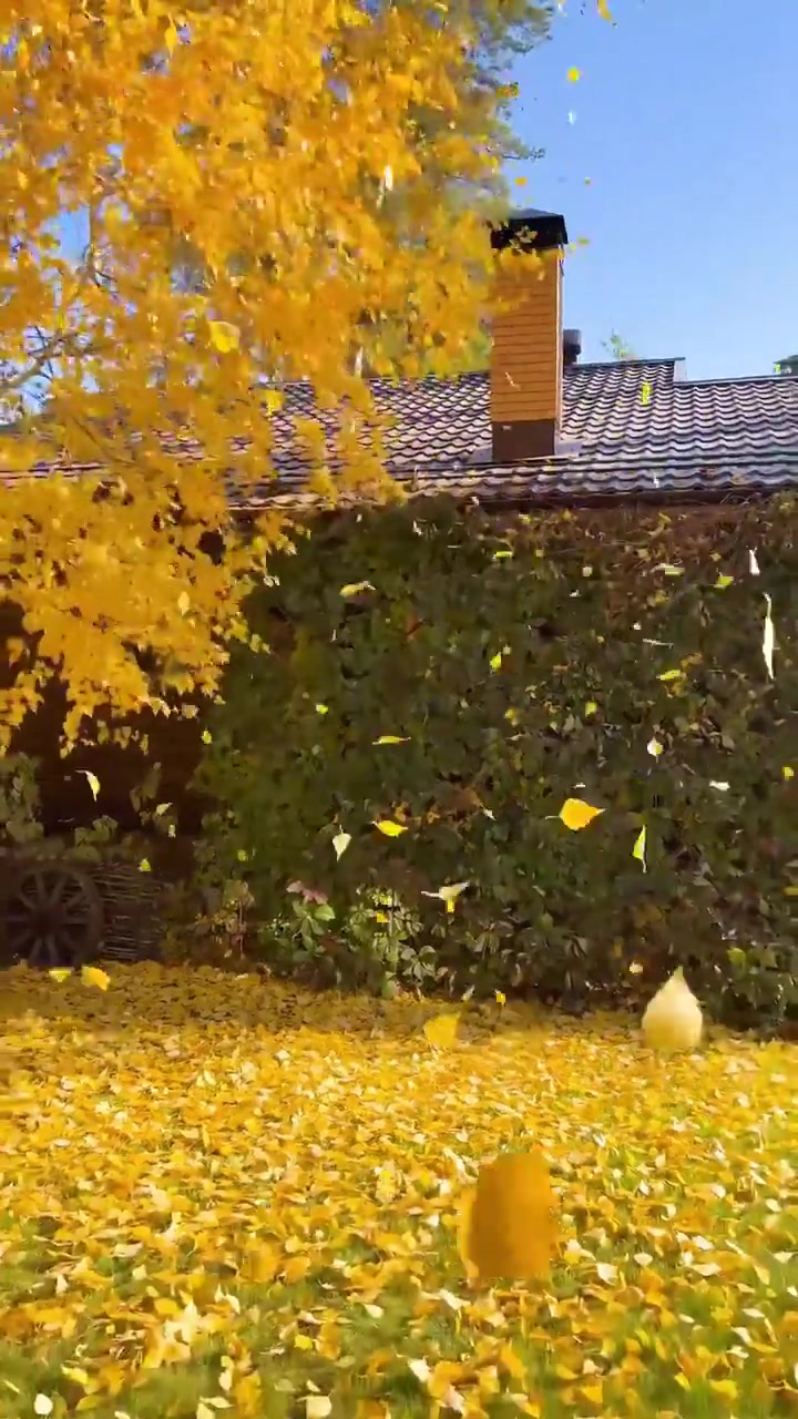 Autumn Scenery: Vibrant Yellow Leaves Falling