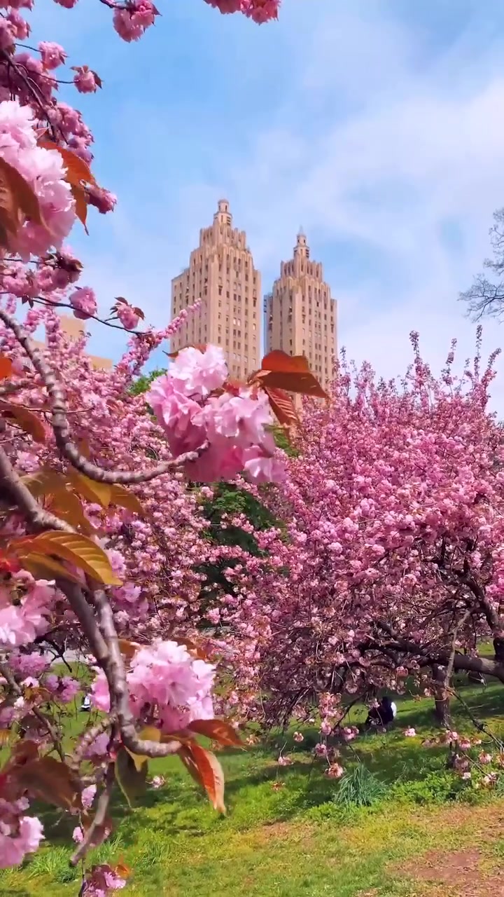 Cherry Blossoms Bloom in Urban Cityscape